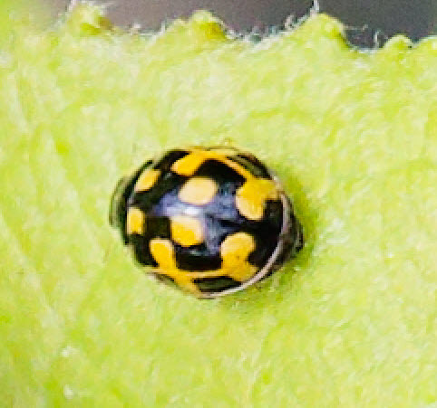 Fourteen-spotted Lady Beetle
