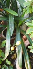 Clivia miniata citrina