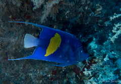 Pomacanthus maculosus