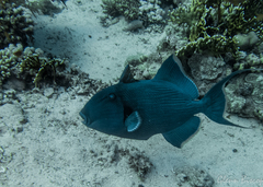 Pseudobalistes fuscus