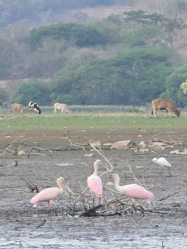 Roseate Spoonbill