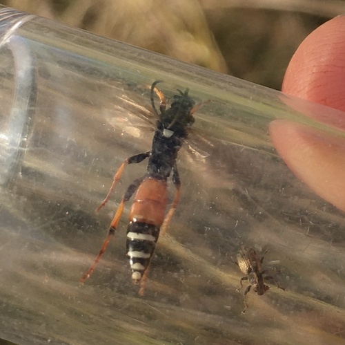 Spilichneumon johansoni