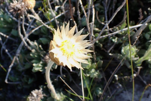 Syncarpha speciosissima, photograph 3