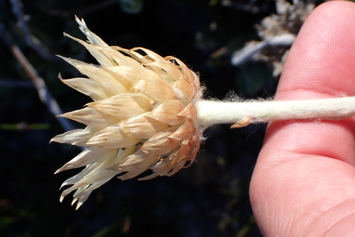Syncarpha speciosissima, photograph 1