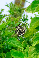 Papilio demodocus demodocus