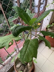 Vasconcellea quercifolia