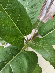 Vasconcellea quercifolia
