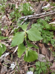 Trillium flexipes