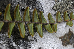 Pellaea calidirupium