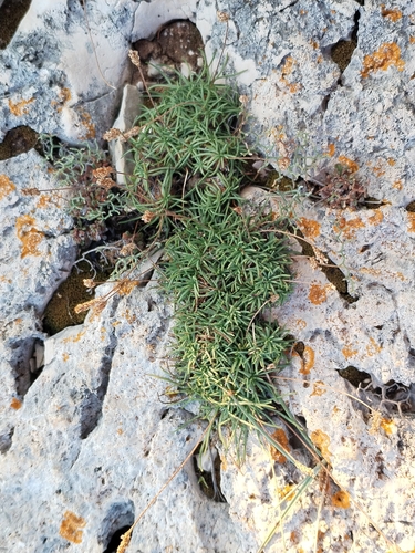 Plantago subulata, photograph 2