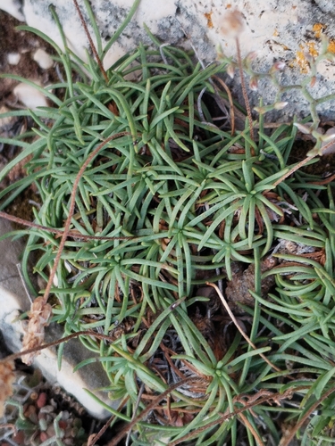 Plantago subulata, photograph 3