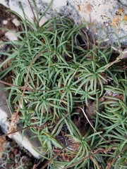 Plantago subulata, photograph (c) Dino Babić, some rights reserved (CC BY)