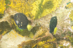 Acanthurus dussumieri