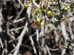 Callophrys spinetorum