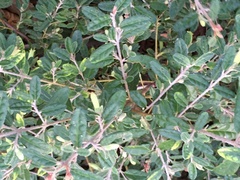 Correa glabra leucoclada