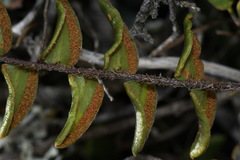 Pellaea calidirupium