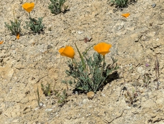 Eschscholzia lemmonii, photograph (c) Alexander Wentworth, some rights reserved (CC BY)