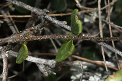 Pellaea calidirupium