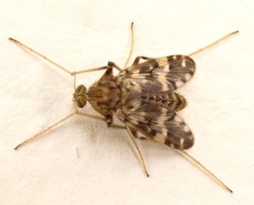 Psectrotanypus varius, photo 5 of 10