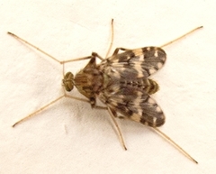 Psectrotanypus varius
