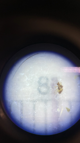 iNaturalist observation photo of Cimicomorph Bugs