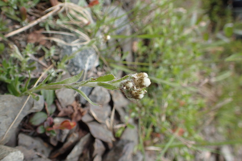 Antennaria alpina, photograph 4