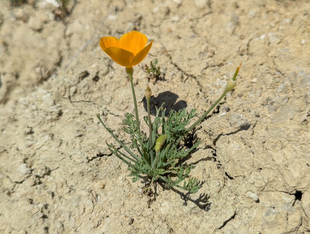 Eschscholzia lemmonii; photograph (c) Alexander Wentworth, some rights reserved (CC BY)