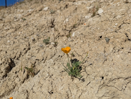 Eschscholzia lemmonii, photograph 1