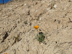 (c) Alexander Wentworth, some rights reserved (CC BY) Eschscholzia lemmonii, photograph (c) Alexander Wentworth, some rights reserved (CC BY)