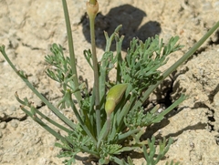 (c) Alexander Wentworth, some rights reserved (CC BY) Eschscholzia lemmonii, photograph (c) Alexander Wentworth, some rights reserved (CC BY)