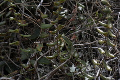 Pellaea calidirupium