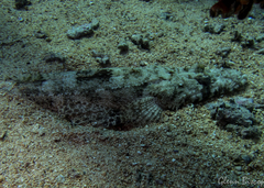 Papilloculiceps longiceps