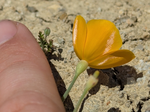 Eschscholzia lemmonii, photograph 3
