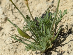 (c) Alexander Wentworth, some rights reserved (CC BY) Eschscholzia lemmonii, photograph (c) Alexander Wentworth, some rights reserved (CC BY)