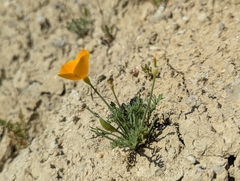 (c) Alexander Wentworth, some rights reserved (CC BY) Eschscholzia lemmonii, photograph (c) Alexander Wentworth, some rights reserved (CC BY)