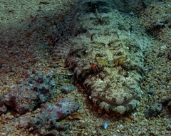 Papilloculiceps longiceps