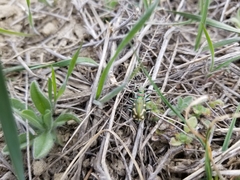 Cicindela decemnotata