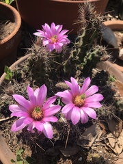 Echinocereus berlandieri