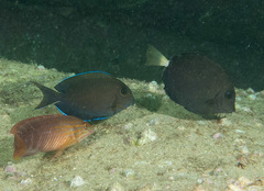 Prionurus microlepidotus