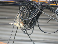 Campylorhynchus rufinucha