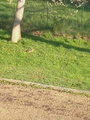 Sylvilagus floridanus