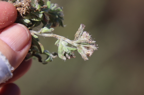 Image of Gamochaeta stagnalis by (c) Millie Basden, some rights reserved (CC BY)