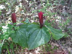 Trillium kurabayashii
