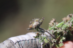 Gamochaeta stagnalis