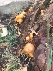 Basidiomycota