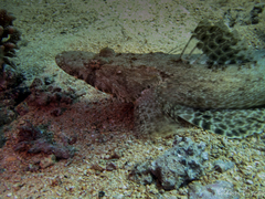 Papilloculiceps longiceps