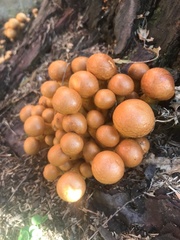 Basidiomycota