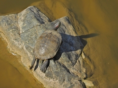 Trachemys scripta elegans