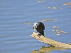 Phalacrocorax carbo
