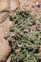 Gamochaeta stagnalis